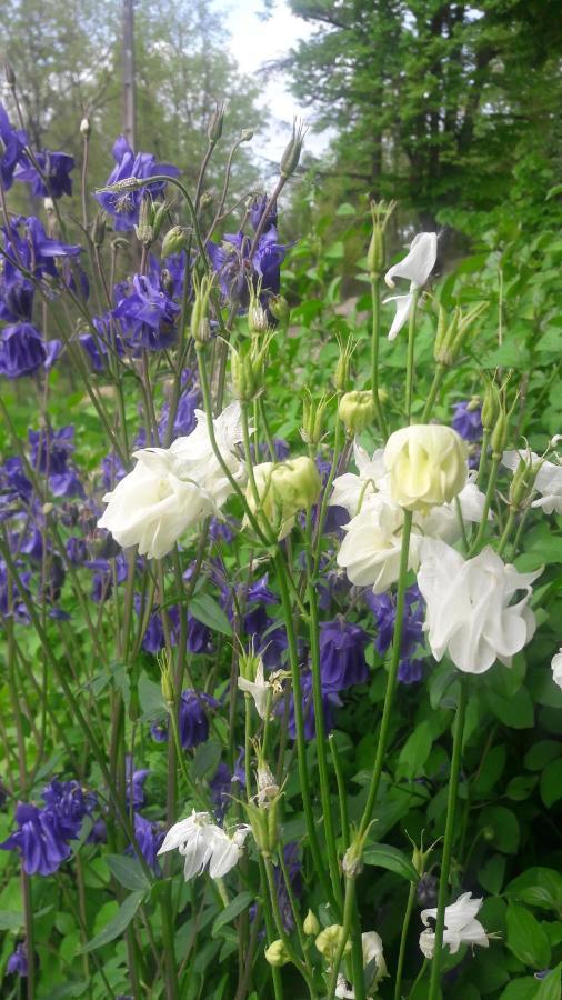 Saint Paul de Loubressac Taillefer Bed & Breakfast エクステリア 写真